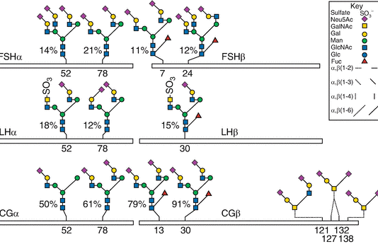 Liệu pháp Gonadotropin – chìa khóa thành công trong công nghệ hỗ trợ sinh sản