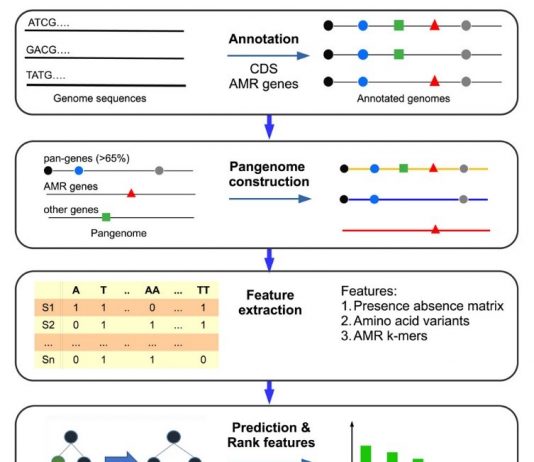 Giải mã gen kháng kháng sinh và bước tiến từ dữ liệu lớn: Hành trình khoa học từ Việt Nam